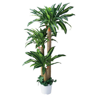 店舗用品演出用品幸福の木(フェイクグリーン)幸福の木の商品画像