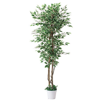 店舗用品演出用品立ち木(人工樹木)ベンジャミングリーン/ホワイトの商品画像