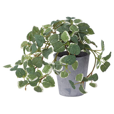 店舗用品演出用品グリーンポットプミラの商品画像