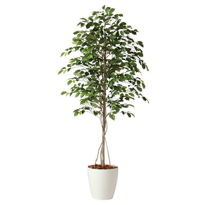 店舗用品演出用品フィカスベンジャミナ(人工樹木)180cm(光触媒加工)の商品画像