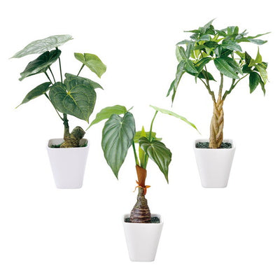 店舗用品演出用品インテリアグリーン(光触媒加工)ジャロファの商品画像