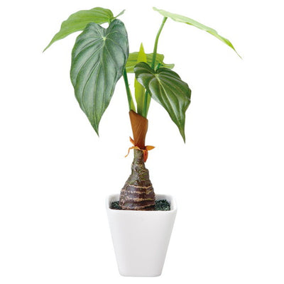 店舗用品演出用品インテリアグリーン(光触媒加工)アロカシアの商品画像