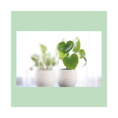 サイングラスSG-500920幅50m