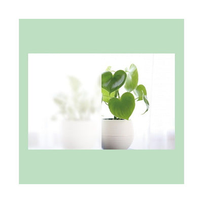 サイングラスSG-5501020幅20m