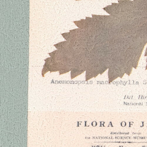 【1m単位切売】サンゲツ クロス リザーブ 国立科学博物館 植物 RE55943