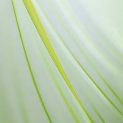 オーガンジPAFA7606ライトグリーン55915LGNの商品画像