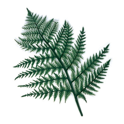 忍草(10枚入)58926-1*の商品画像