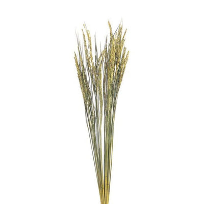 イナホDO5011055917***の商品画像