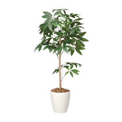 パキラトピアリー(鉢付)H120051841-1*の商品画像