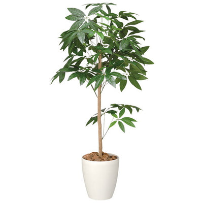 パキラトピアリー(鉢付)H150051841-2*の商品画像