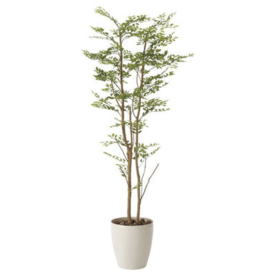 ゴールデンリーフ(鉢付)53571***の商品画像