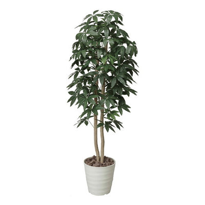 パキラツリー1.6(鉢付)62135-01の商品画像