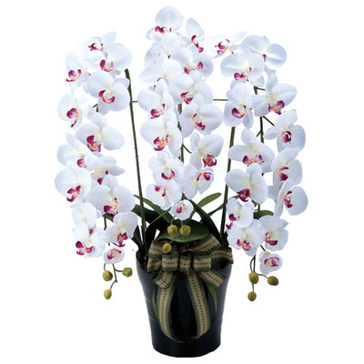 ロイヤル胡蝶蘭W/AB56415***の商品画像