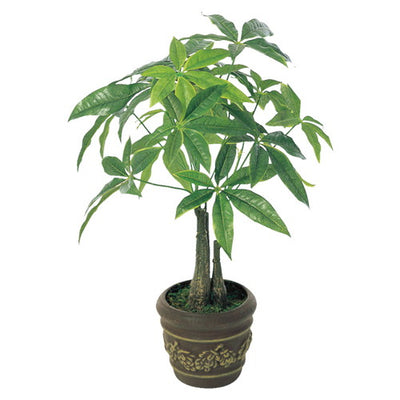 パキラポット(鉢付)55261-02の商品画像