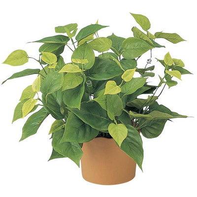 ライムポトス(鉢付)62138-01の商品画像